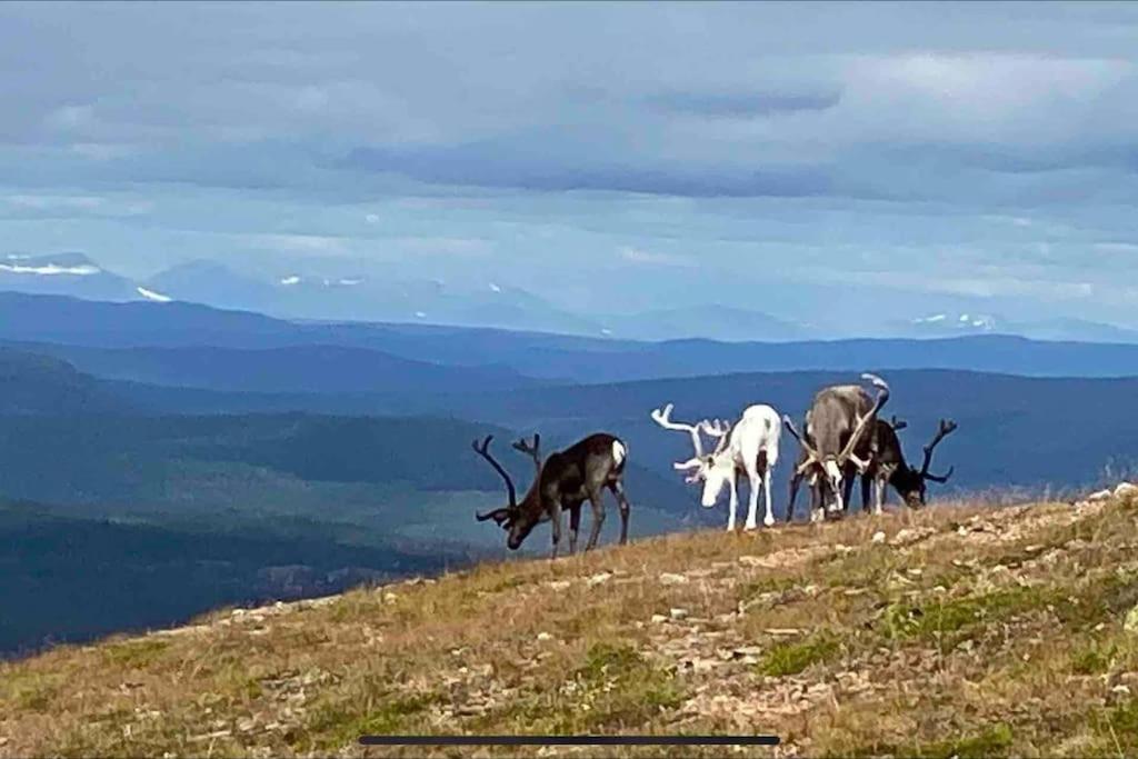 Mountain Cabin Lofsdalen Ngoại thất bức ảnh